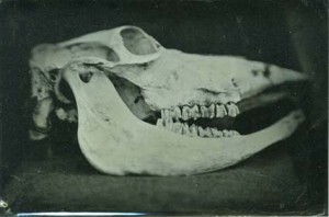 A tintype image of a cow skull